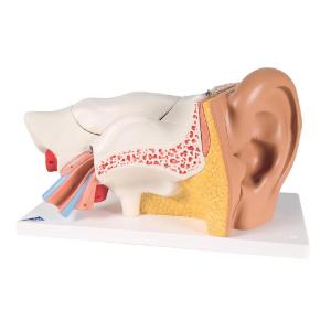 Model Giant Ear 3× Life Size