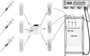 Science Take-Out® Genetic Testing For Huntington's Disease