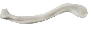 Eisco® Individual Bones, Appendicular