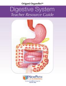 Model kit digestive system