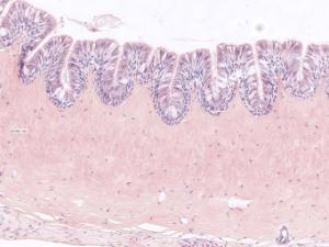 Frog ciliated epithelium