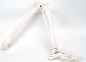 3B Scientific® Individual Bones