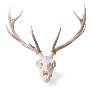 Red Deer Skull Female