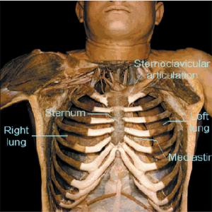 Neotek® 3-D Dissection Labs