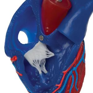 3B Scientific® Magnetic Heart Model