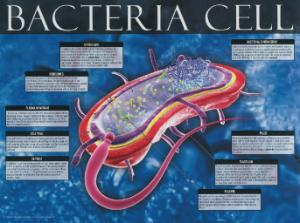 Cells: Structure, Function and Processes Posters