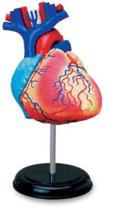 Human Heart Model