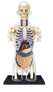 Transparent Torso Model