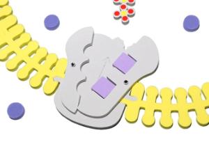 Kit phospholipid membrane transport