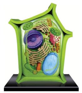 4D Plant Cell Model