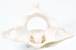 3B Scientific® Individual Bones