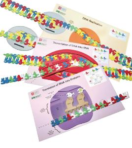 Kit flow of genetic information