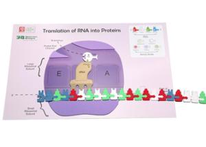 Kit flow of genetic information