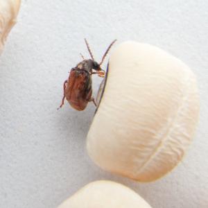 Ward's® Live Bean Beetles (<i>Callosobruchus maculatus</i>)