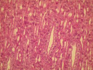 Simple Cuboidal Ephitelium Slide, Hematoxylin and Eosin