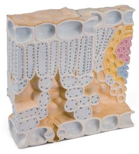 Leaf Cross Section Of Beech Model