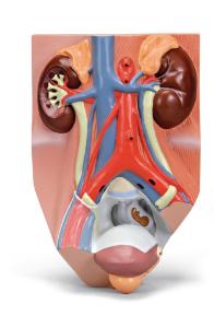 Urinary System Male