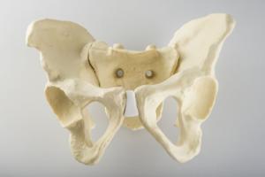 Standard Full Pelvis Wsacrum