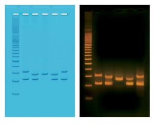 PCR-based VNTR Human DNA Typing Kit