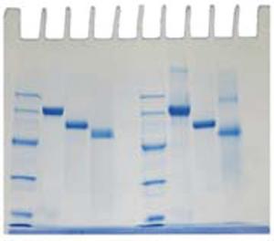 Determination of Protein Molecular Weight Kit (EDVO-Kit 153)