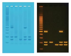 PCR Based Identification of Foodstuffs for Genetically Modified Organisms