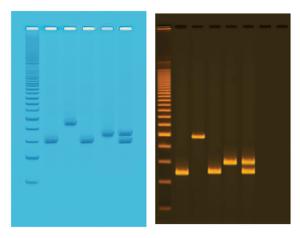 Water Quality Testing III Kit: Multiplexed PCR for Testing Water Bacteria