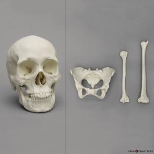 African female bone set 4