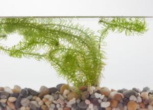 Ward's® Live <i>Egeria sp.</i> Aquatic Plants