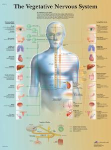 3B Scientific® Vegetative Nervous Chart