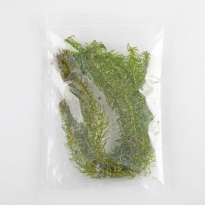 Ward's® Live <i>Egeria sp.</i> Aquatic Plants