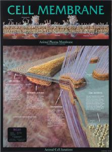 BioCam Cell Structure And Function Charts