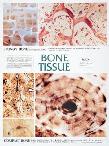 Biocam Mircohistology Charts