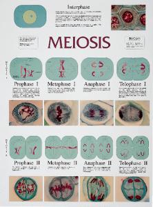 BioCam Cell Structure And Function Charts