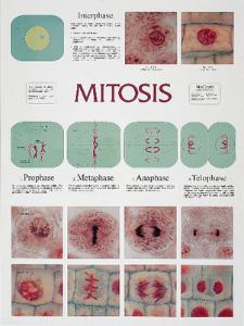 BioCam Cell Structure And Function Charts