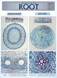 BioCam Plant Histology Charts