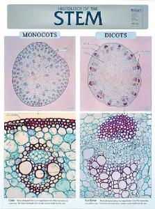 BioCam Plant Histology Charts