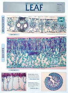 BioCam Plant Histology Charts