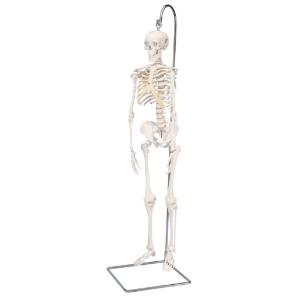 3B Scientific® Miniature Skeletons