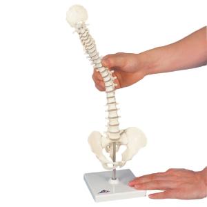 3B Scientific® Miniature Bones