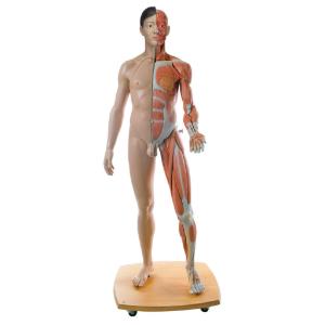 3B Scientific® Full-Size Dual Sex Figure