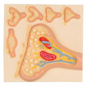 3B Scientific® Physiology of Nerves Series