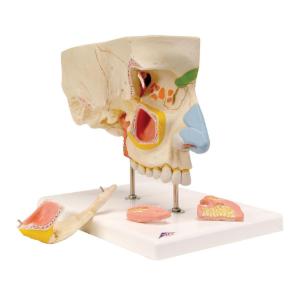 3B Scientific® Nose and Paranasal Sinus