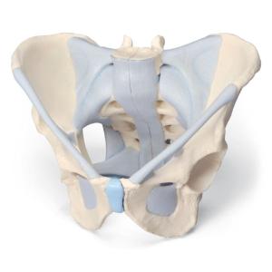 3B Scientific® Male Pelvis and Ligaments