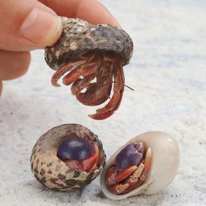 Ward's® Live Terrestrial Hermit Crab (<i>Cenobita sp</i>.)