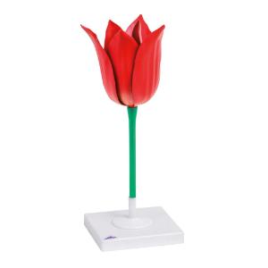 Tulip Flower Model