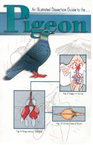 Illustrated Dissection Guides