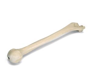 Premium Humerus