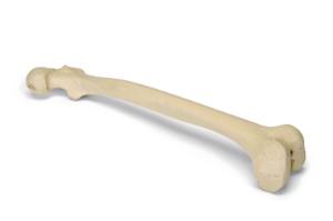 Premium Femur