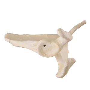 Premium Scapula