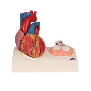 Magnetic Heart Model